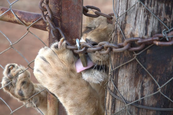 A lion cub behind a fence, licking  lock