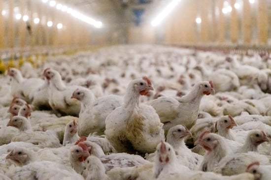 Chickens crammed into a barn with very little space on a broiler farm in the UK
